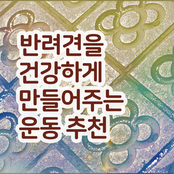  동물 보건사책 , 반려견운동지도사 비전공자도 일하면서 빠르게 완료한 팁