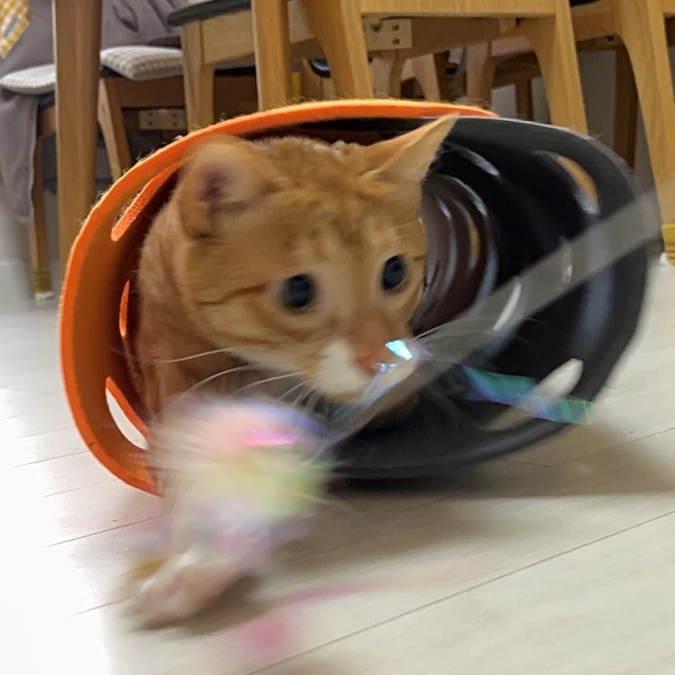  고양이 터널 숨숨 하우스 만들기