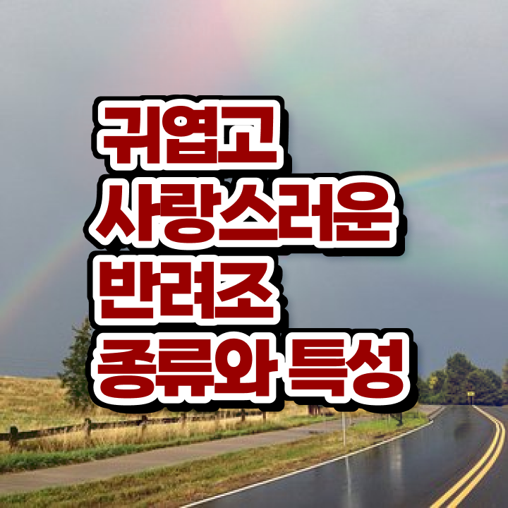  모란 앵무새 , 반려조관리사 자격증 쉽고 간편하게 합격한 전략 , 무료수강 혜택