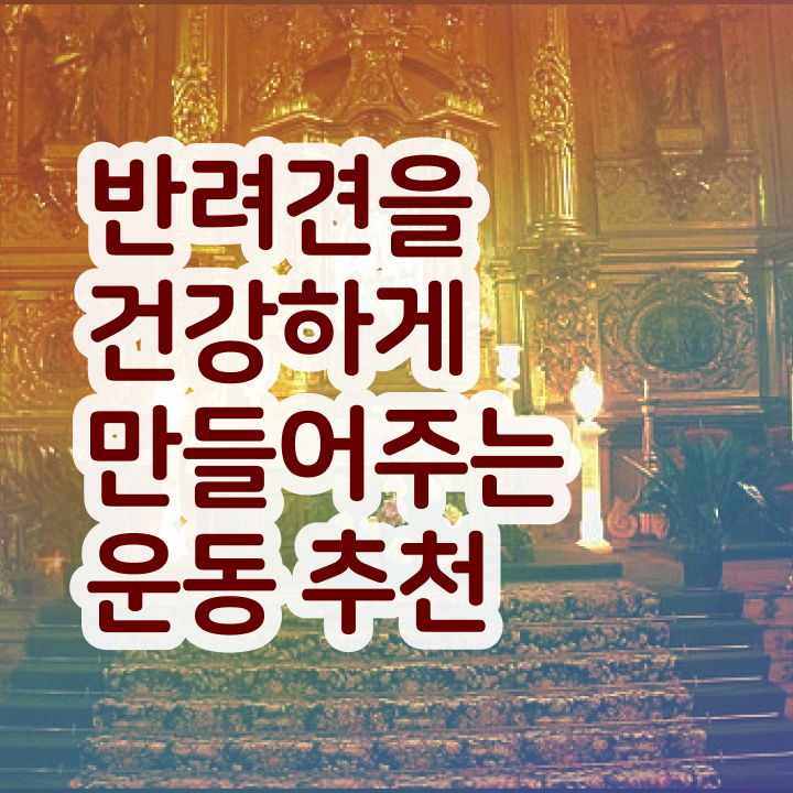  , 고졸도 반려견운동지도사 성공할 수 있어요