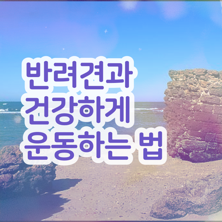  40대 경단녀 , 반려견운동지도사 조건없이 인강으로 손쉽게 성공한 후기