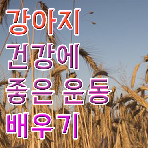  애완견 반려견 , 반려견운동지도사 준비한 방법 , 취업