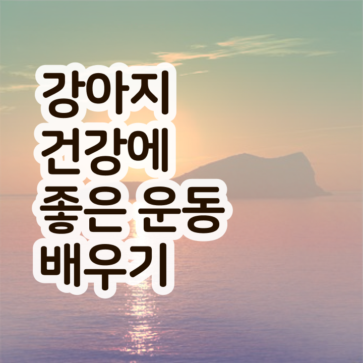  50대취업 , 2주 만에 반려견운동지도사 취득한 방법