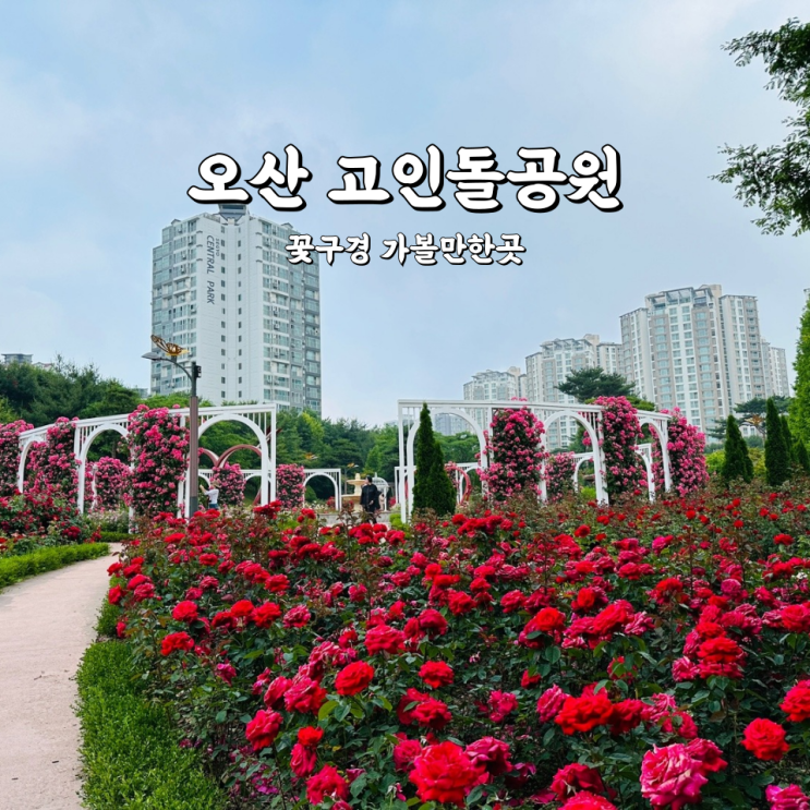  오산 고인돌공원 장미 꽃구경 가볼만한곳 장미뜨레