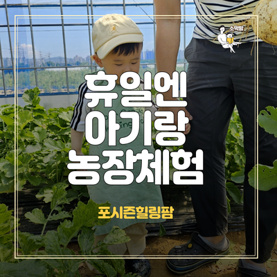  수원 스타필드 근처 아이랑 갈만한 곳 감자체험하며 체험학습하는 포시즌힐링팜