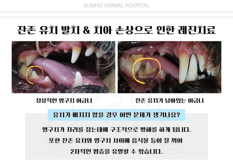  광주 강아지 치과 - 2살 강아지의 잔존 유치 발치 및 치아 손상으로 인한 레진 치료 Case [광주 치과 동물병원, 금호동 동물병원, 강아지 발치, 강아지 레진]