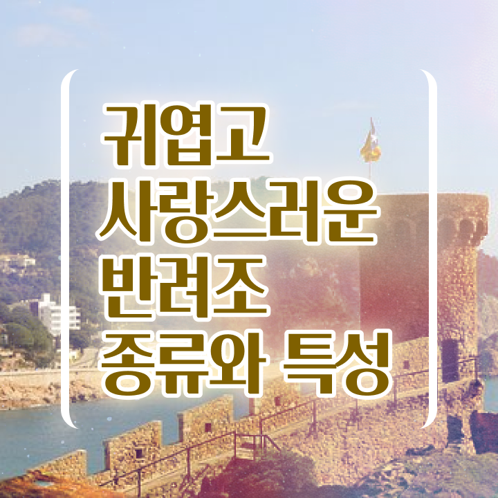  말하는앵무새분양 , 반려조관리사 자격증 단기간에 합격정보 정보 퍼펙트 요약