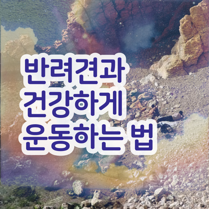  50대취업 , 반려견운동지도사 합격한 후기 및 구인 취업 급여