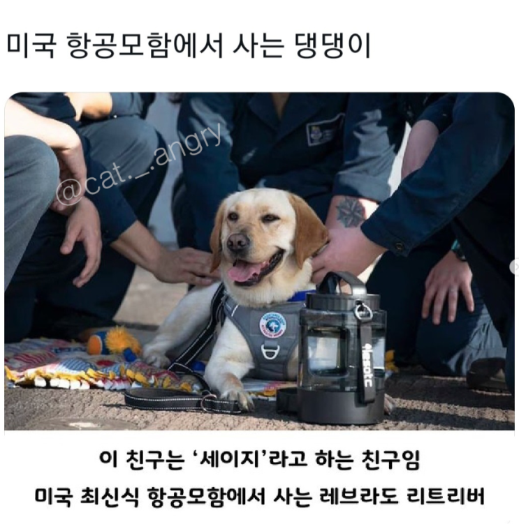  미국 항공모함에서 사는 댕댕이