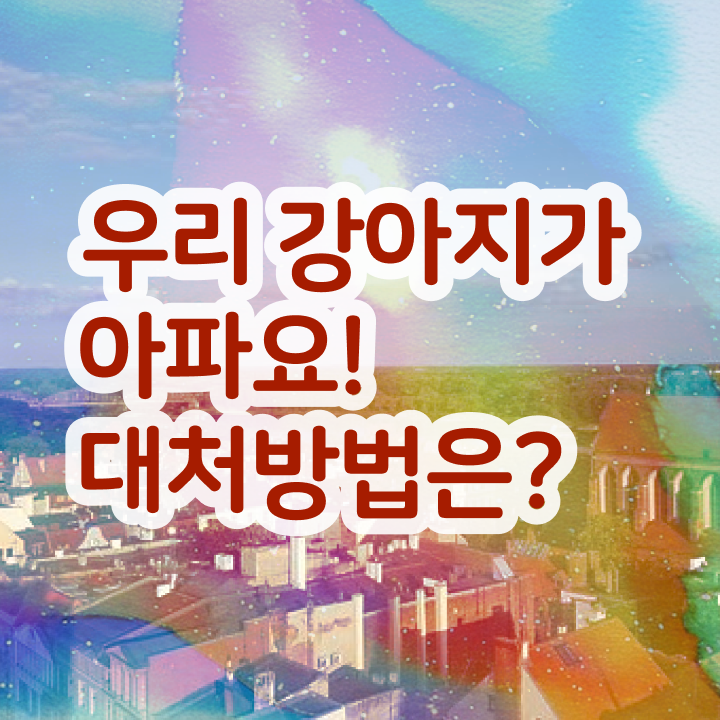  반려동물 관리사 , 반려동물관리사 자격증 쉽고 빠르게 취득한 방법 , 이후 전망