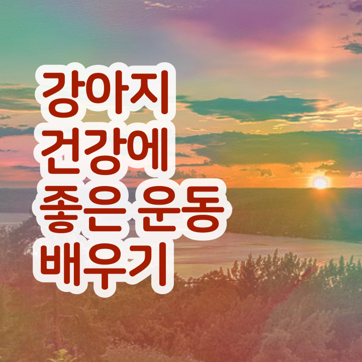  40대경단녀취업 , 반려견운동지도사 온라인 수업만으로 고졸자도 최단기간 성공한 후기