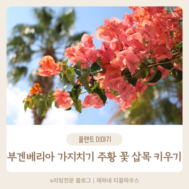  부겐베리아 가지치기 주황 꽃 삽목 키우기