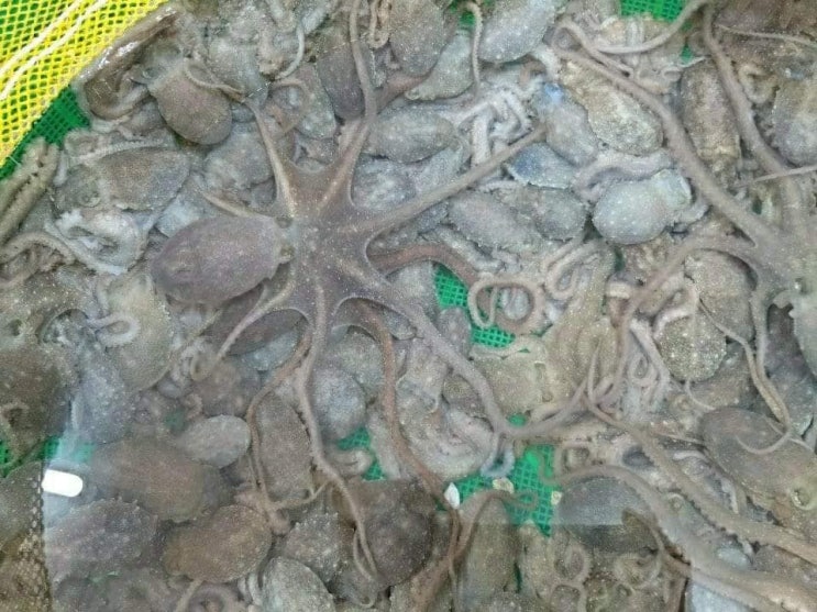  압해도 낙지와 숙성 홍어