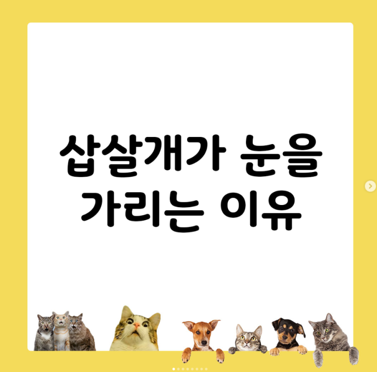  삽살개가 눈을 가리는 이유