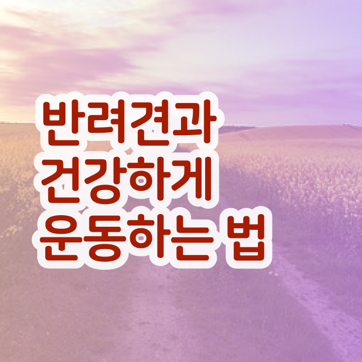  동물보건사 자격증시험 , 반려견운동지도사 경력없는 사람도 최단기간 끝냈던 비법