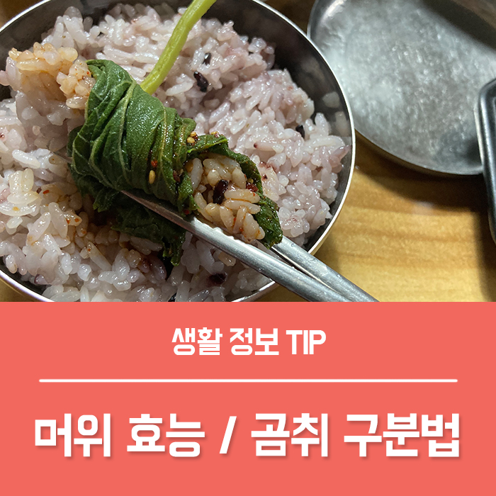  머위 효능 TOT6, 머위즙 머위나물 머위뿌리 머위대 효능 부작용 머위 곰취 구분 총정리!