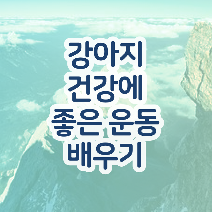  반려 동물보건사 , 반려견운동지도사 대학진학, 경력없이 집에서 온라인으로 편하게 끝낼수 있었던 비법
