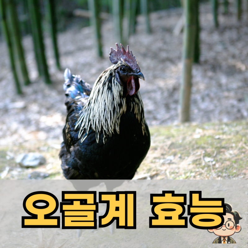 오골계 효능 면역력 강화부터 피부 건강까지