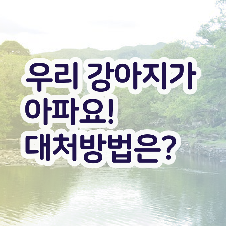  반려동물종합관리사 , 반려동물관리사 자격증 쉽고 빠르게 취득했던 후기 및 온라인 무료강의