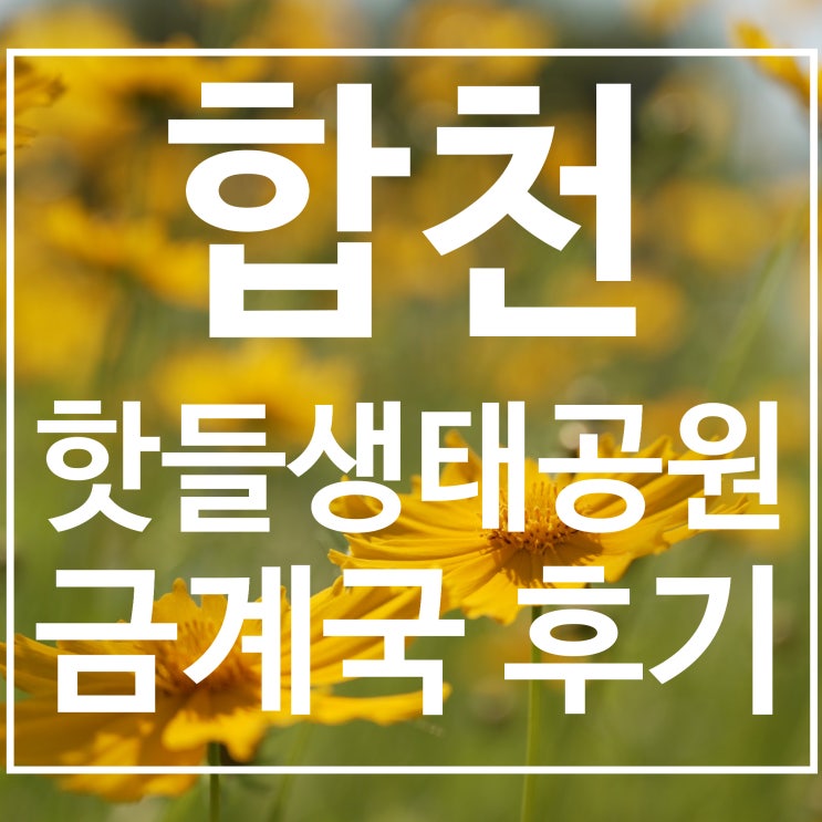  합천 핫들생태공원 금계국 후기