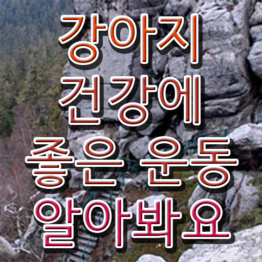  동물보건사 자격증시험 , 반려견운동지도사 일하면서 쉽고 빠르게 끝낼수 있었던 노하우