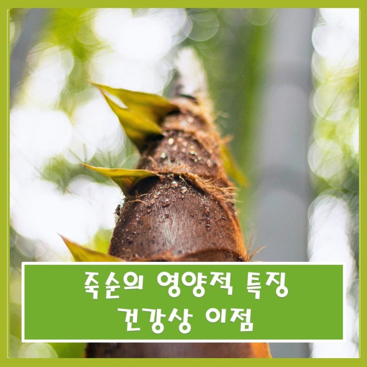  죽순의 영양적 특징과 건강상 이점