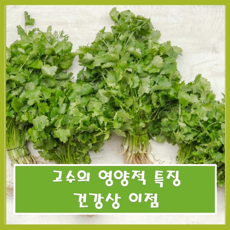  고수의 영양적 특징과 건강상 이점