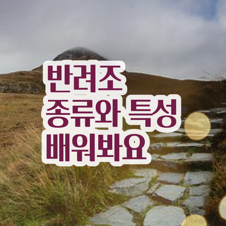  앵무새 , 반려조관리사 자격증 15일 만에 취득했던 후기 정보 퍼펙트 요약