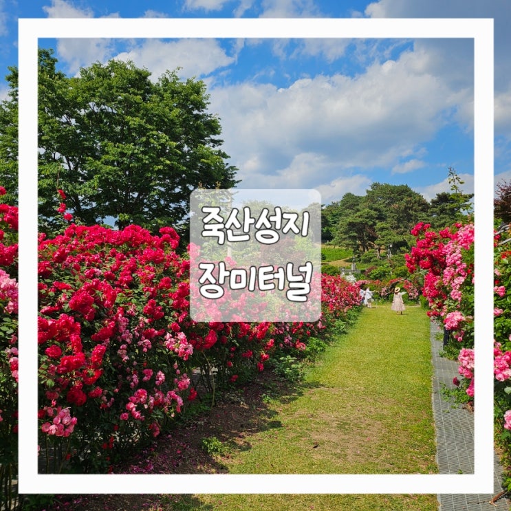  아기랑 장미꽃 명소, 죽산성지 장미터널 보러 다녀왔어요.