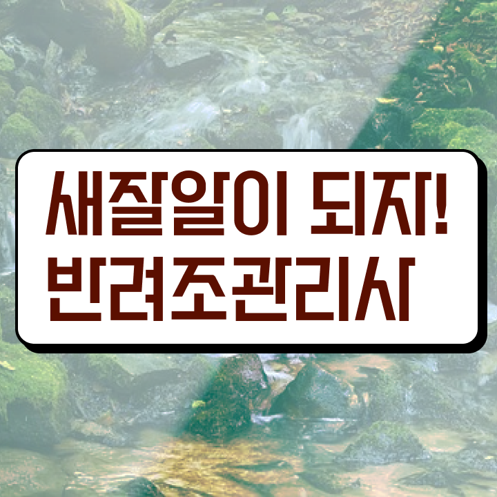  코뉴어 앵무새 가격 , 반려조관리사 자격증 응시자격 없이 취득한 과정 정리해봤어요