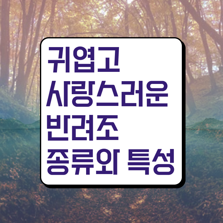  앵무새 키우기 , 반려조관리사 자격증 한달 만에 취득했던 후기 , 향후 전망