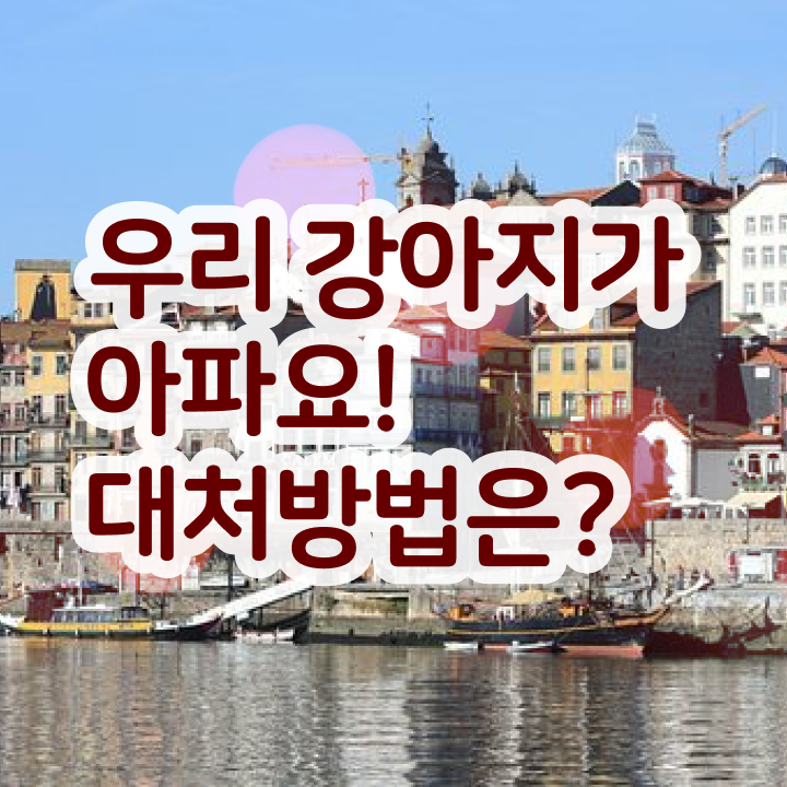  반려동물 관리사 , 반려동물관리사 자격증 쉽고 빠르게 취득한 방법 공유드려요