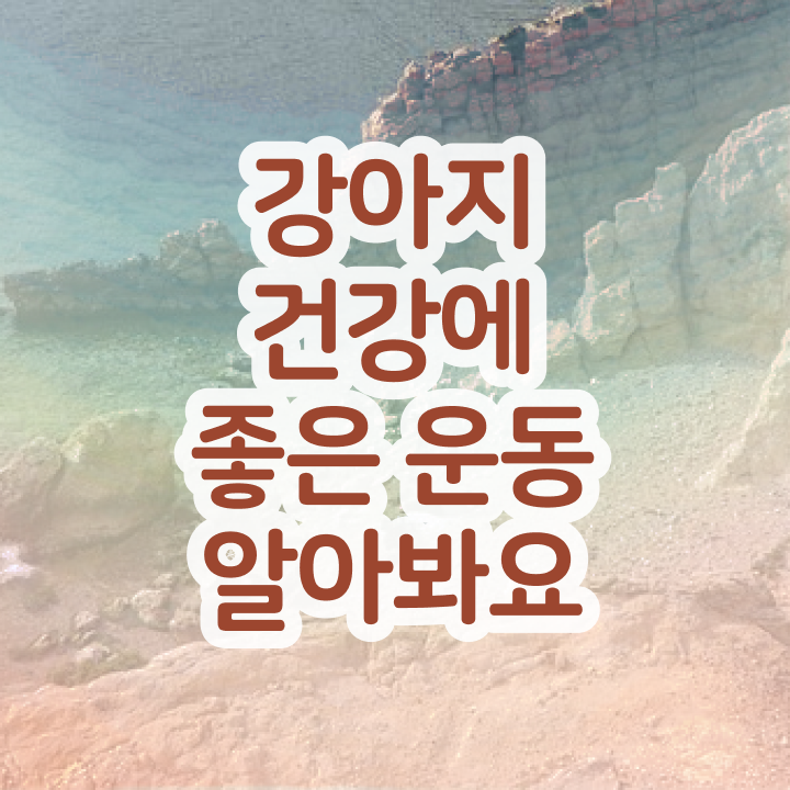  강아지 열날때 , 반려견운동지도사자격증 합격 전략 및 무료 교육기관