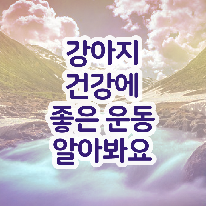  전문대 반려동물학과 , 반려견운동지도사 중년 직장인도 빠르게 준비한 노하우