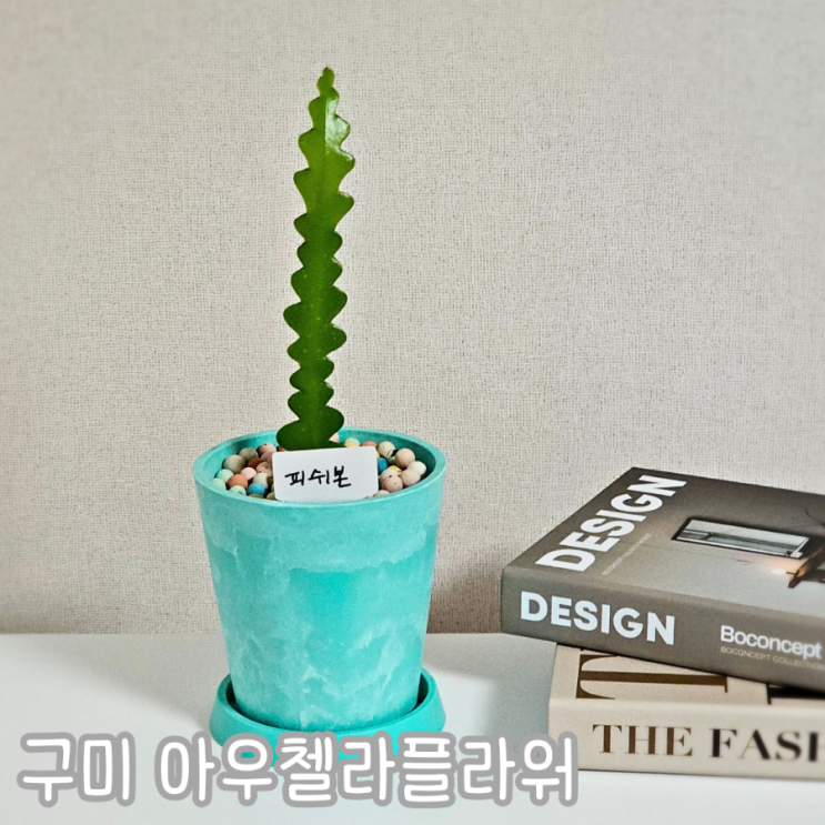  구미역 꽃집 아우첼라플라워 금리단길 꽃다발 집들이 화분