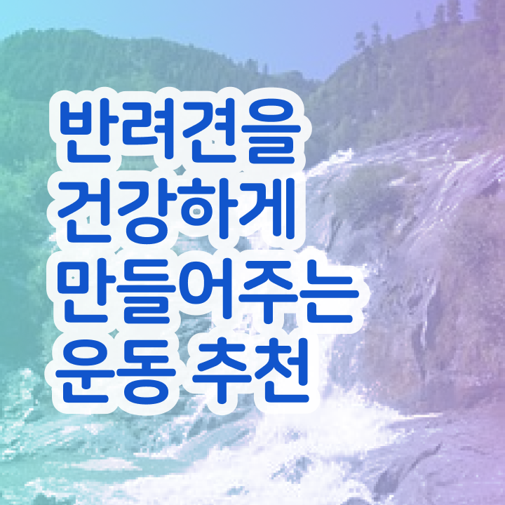  40대취업자격증 반려견운동지도사자격증 취득방법 및 온라인 무료강의