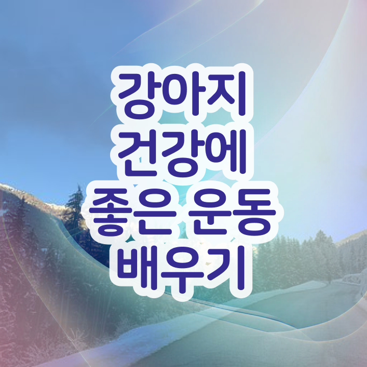  반려동물 관련 직업 , 반려견운동지도사 집에서 온라인으로 관련학과 졸업장, 경력없어도 최단기간 준비했던 후기