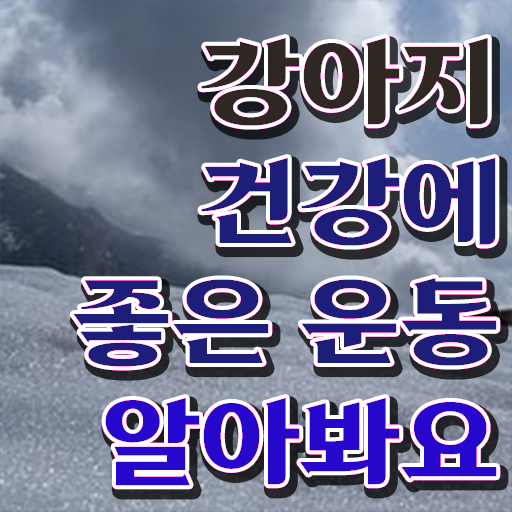  2024 동물보건사 , 반려견운동지도사 무자격 비전공자도 손쉽게 완료한 꿀팁 모음