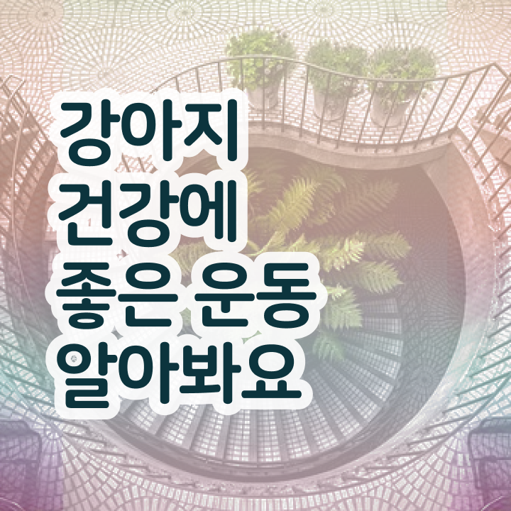  동물보건사 자격증 , 반려견운동지도사 합격한 후기 , 급여