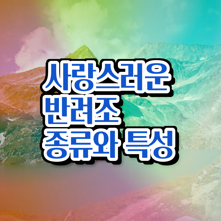  코뉴어앵무새가격 , 반려조관리사 자격증 온라인으로 합격한 팁 알아보기