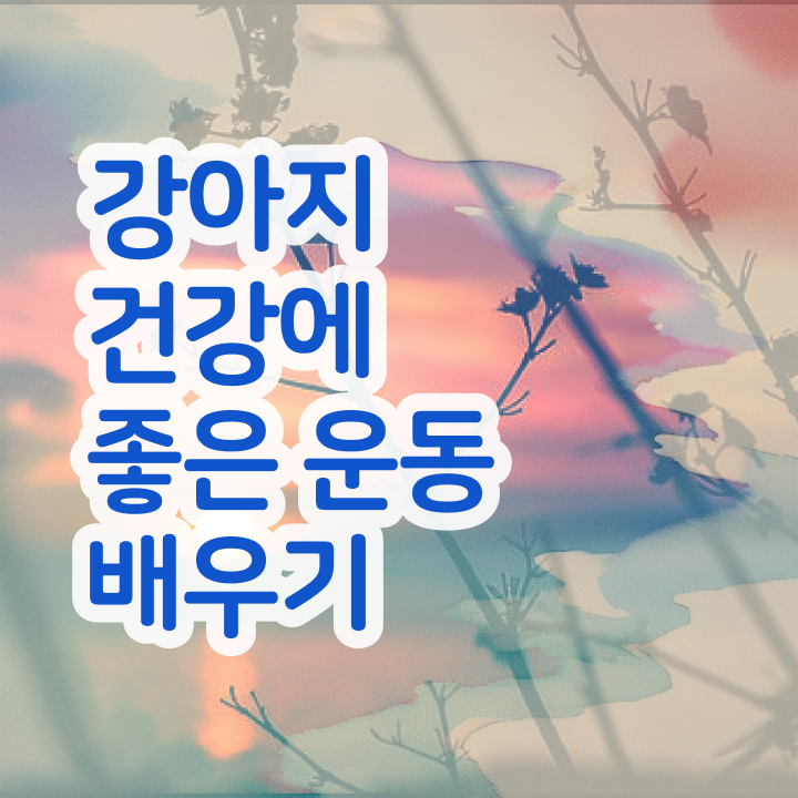  50대취업 , 반려견운동지도사자격증 공부한 방법 , 시험노하우