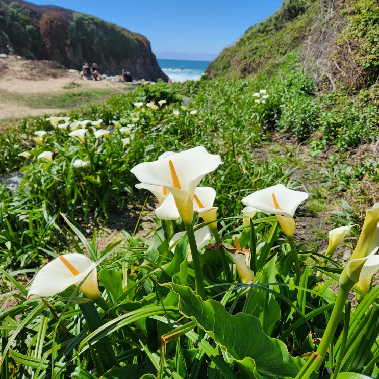  미국 캘리포니아 1번국도 여행 카멜바이더시 몬터레이 빅서 드라이브, 포인트 로보스 Calla lily valley 꽃 구경