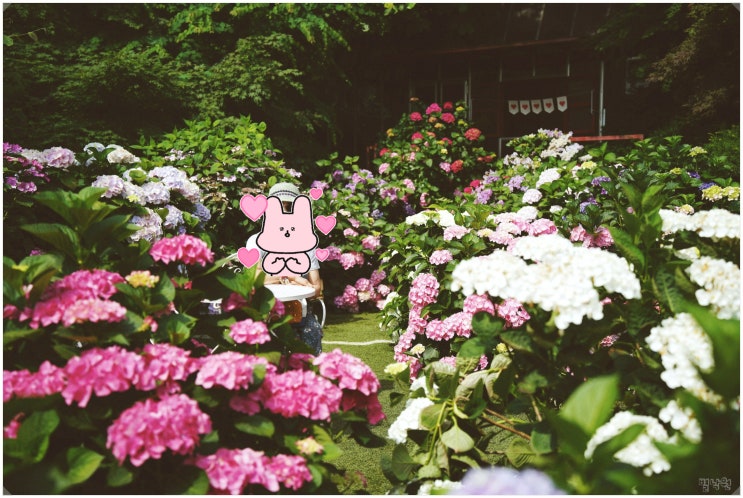  율봄식물원_ 경기도 광주 수국 명소 6월 가볼만한 곳
