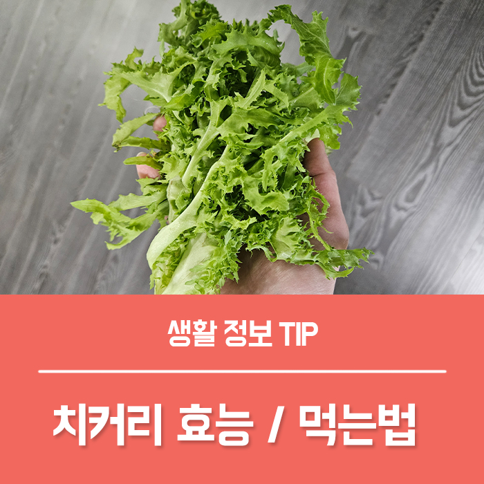  치커리 효능 TOP5, 치커리 먹는법 부작용은?