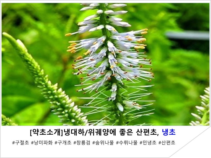  [약초소개]냉대하/위궤양에 좋은 산편초, 냉초
