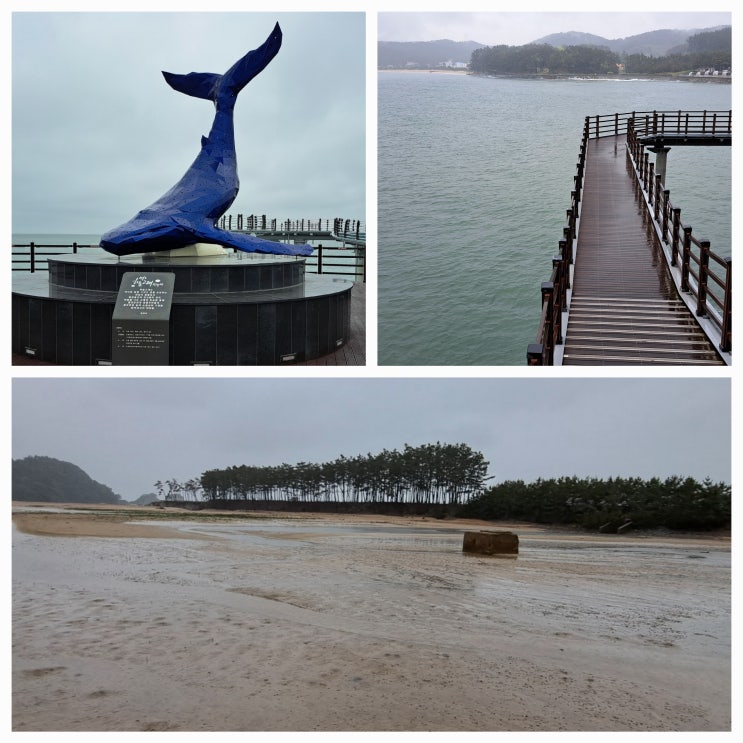  [서해바다를 일주하다1]-경기,충청편/십리포 하늘고래공원 신두리사구 뭍닭섬 드르니항 운여해변