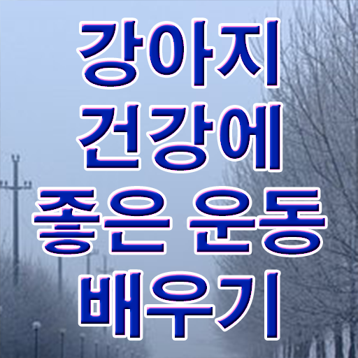  국가 자격증 추천 , 반려견운동지도사 온라인 수업만으로 끝냈던 팁