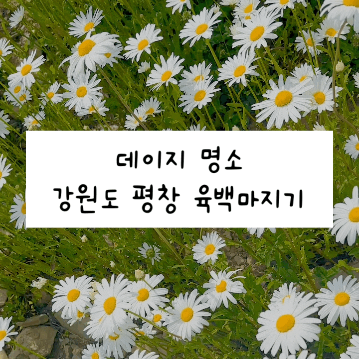  6월 강원도 가볼만한 곳 - 평창 육백마지기 데이지 후기 + 주차정보