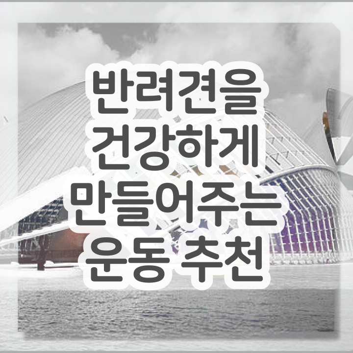  국비지원 자격증 추천 , 반려견운동지도사 실무경력 없어도 집에서 온라인으로 편하게 준비한 전략