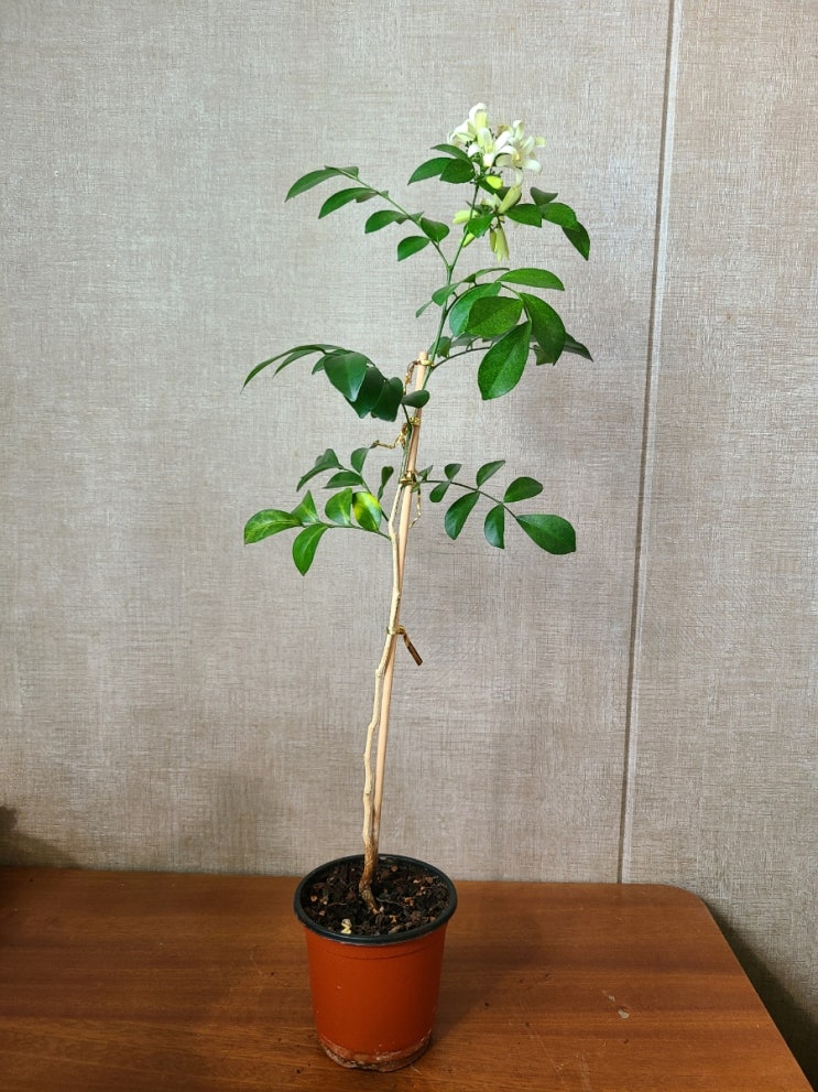  오렌지자스민 개화